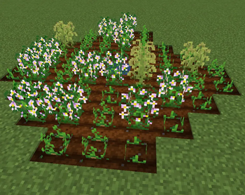 Potato field