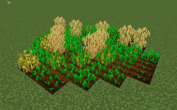 Wheat field