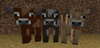 Cows