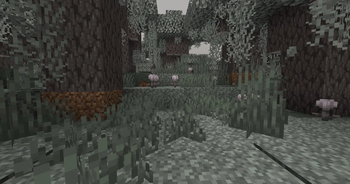 Better Pale Moss