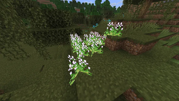 Wild garlic
