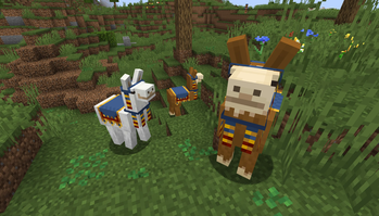Camelid Llamas