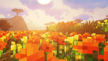 flower fields