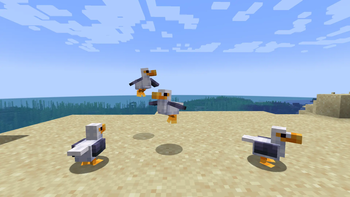 Seagulls