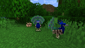 Peacocks and peachicks
