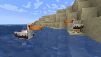 Pelicans