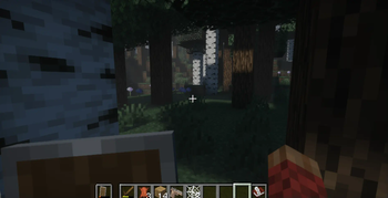 Forest 