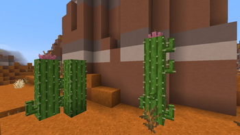 Cactus