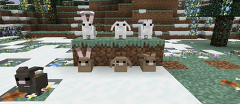 BUNNY