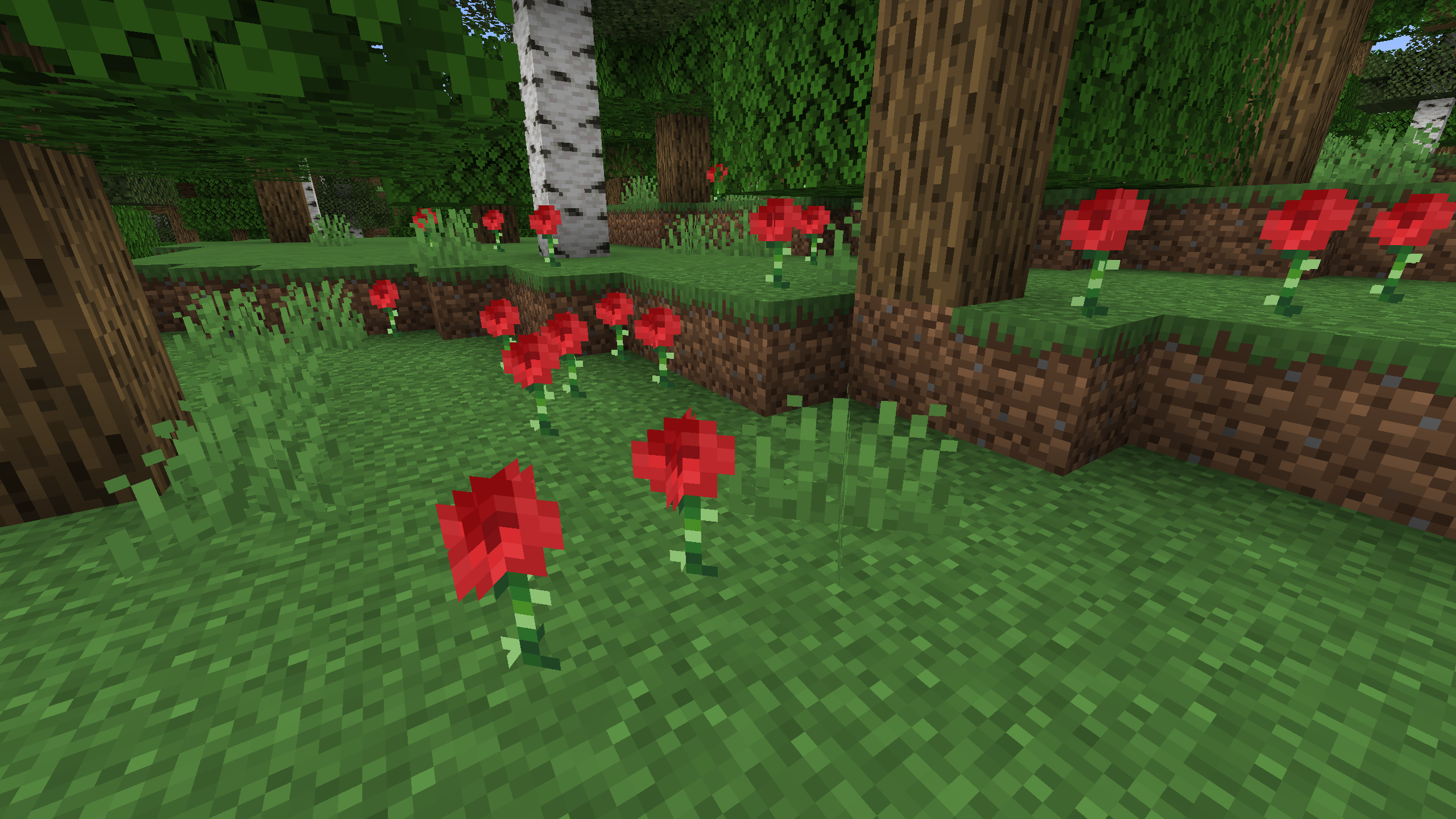 A wild patch of roses!