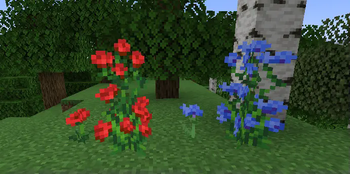 Finally a Tall Blue Flower!