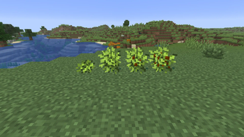 Homemade coffee tree