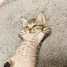 MoreCats!