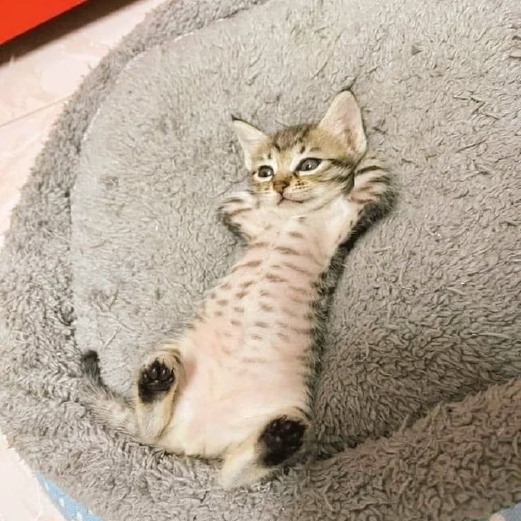 MoreCats! 1.0