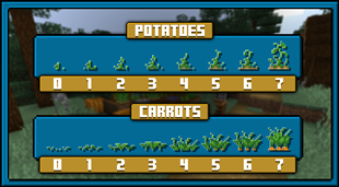 Potatoes and Carrots