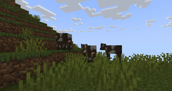 Cows in Field