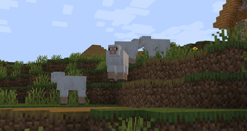 Sheep in Field