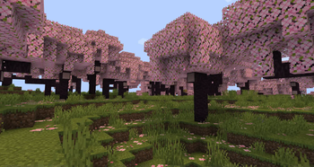 Cherry Trees