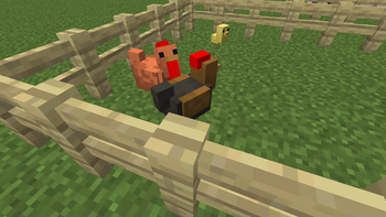 chicken