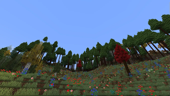 Forest