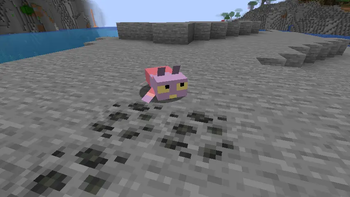A Jaxolotl not in its natual habitat.