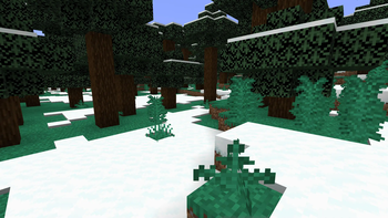 Taiga forest