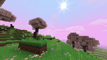 Cherry Blossom