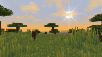 Savanna