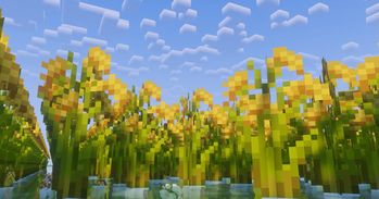 The rice is growing well!