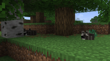 Sleeping Raccoons