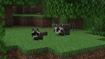 Raccoons in forest
