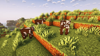 Cows