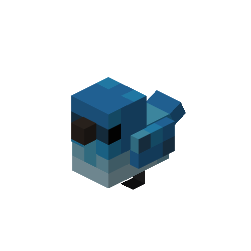 Mountain Bluebird