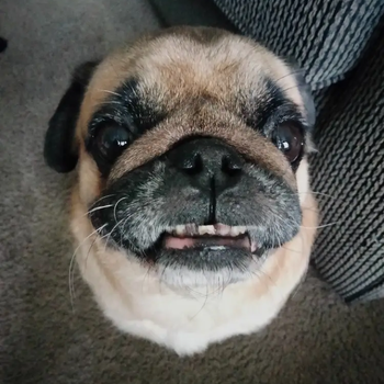 og photo of the dog