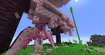 Sakura