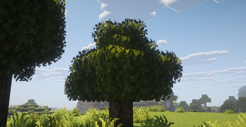 Beautiful foliage
