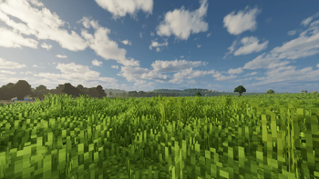 field with forest