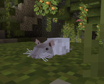 Rat