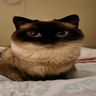 Mydron_Drevesnyj