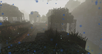 swamp