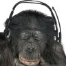 Ape Mod