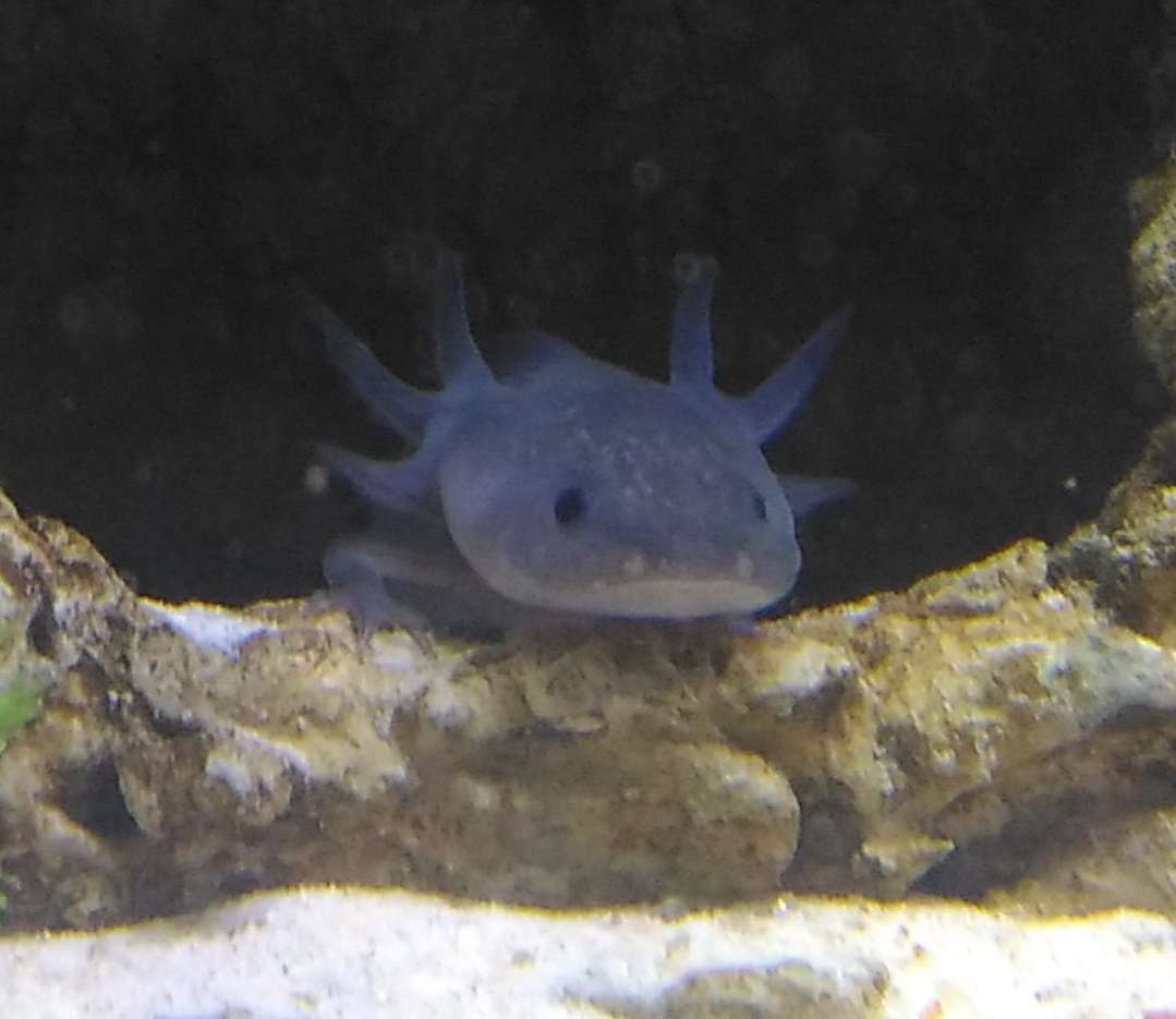 Mela, my first axolotl (rest in peace)