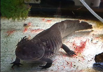 Godzilla, my current axolotl