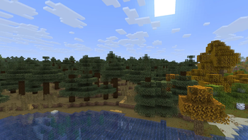 Autumn Spruce