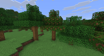 Broadleaf Forest