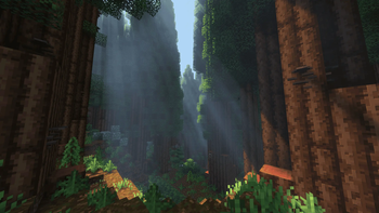 Red Wood Forest
