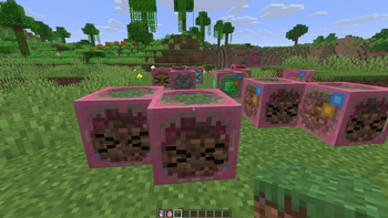 Bocchi the Sulfur Cube 