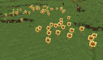 sunflowers front