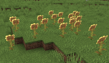 sunflowers back