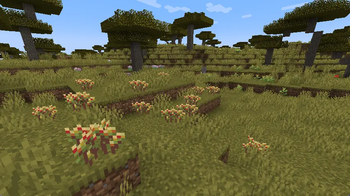 Some crops in the wild